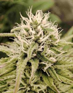 cuando pasar a floración