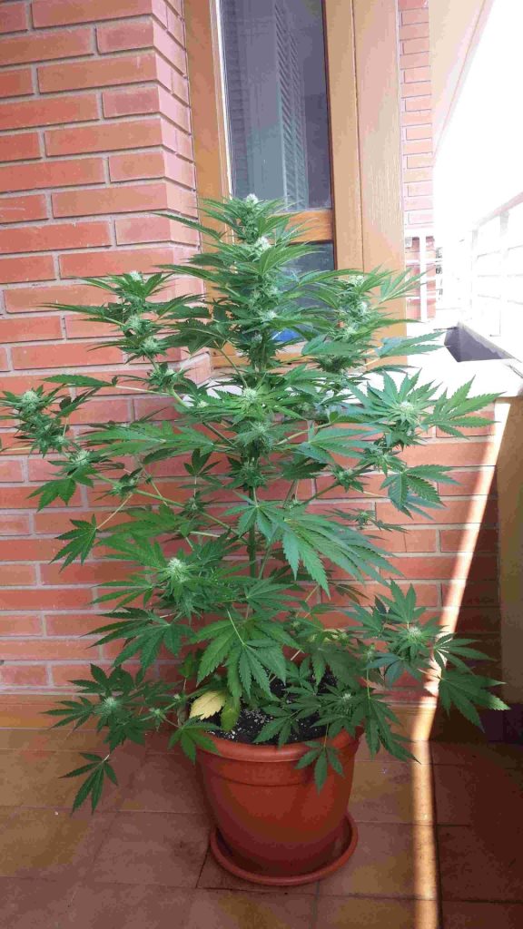 cómo cultivar automáticas exterior