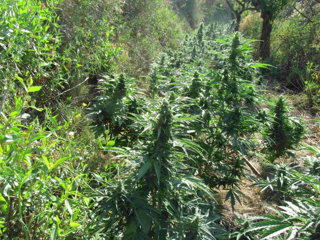 cómo cultivar automáticas exterior