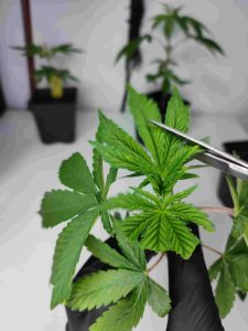 clones de marihuana cannabis clones