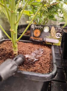 cultivo de marihuana