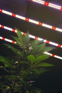 potencia led cannabis