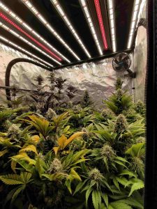 mejor led para cannabis
