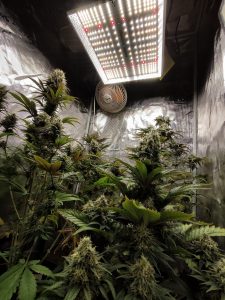 mejor led para cannabis
