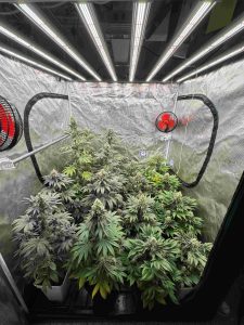 potencia led cannabis