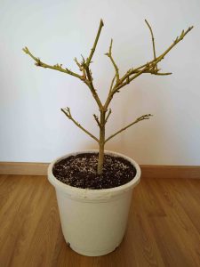 como cortar planta de marihuana