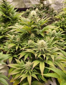 cogollos de cannabis