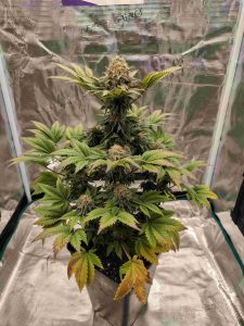 hoja marihuana amarilla