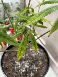 hojas amarillas en cannabis