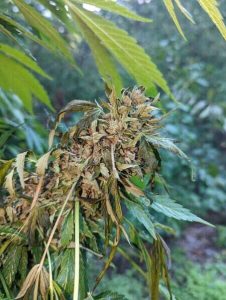 cannabis resistente a la botrytis