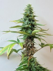 cannabisresistentealabotrytis