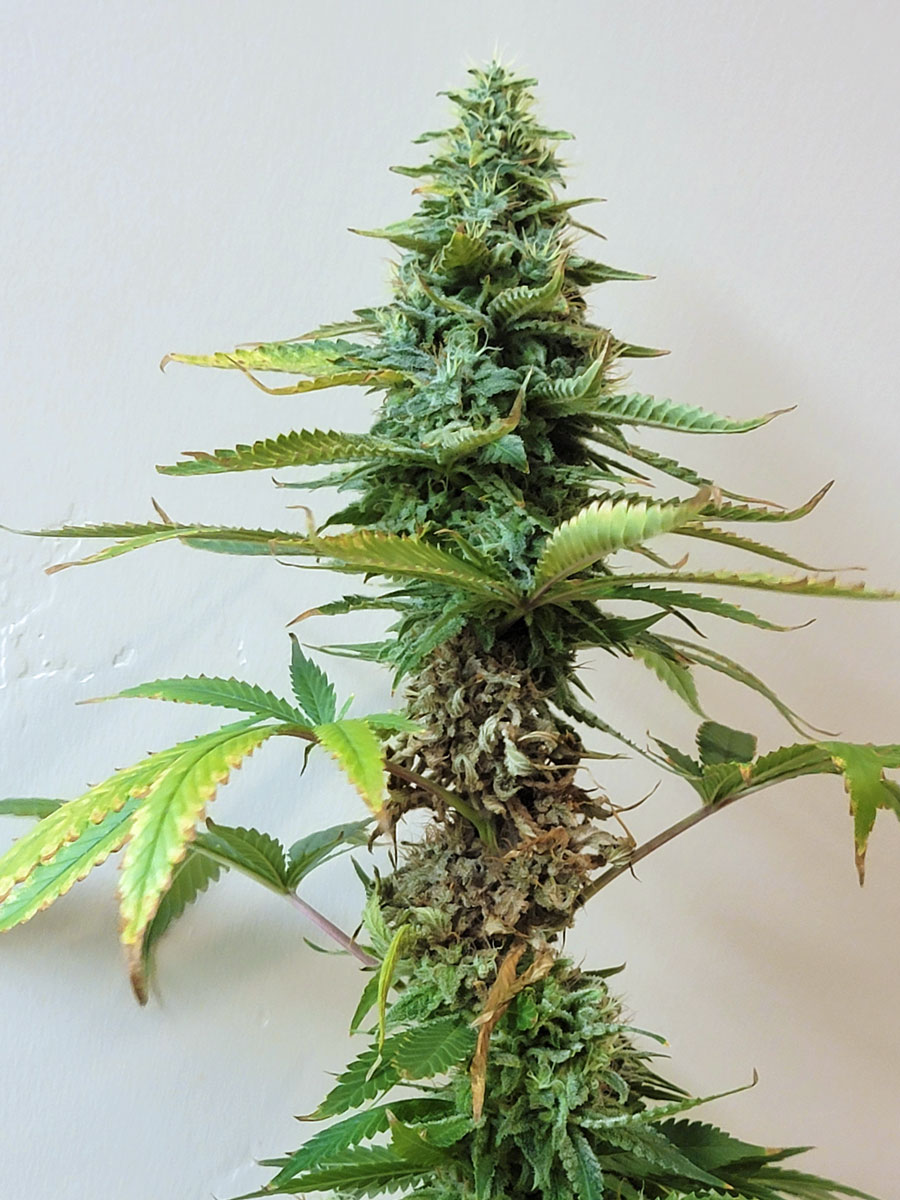 cannabisresistentealabotrytis