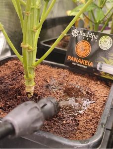 cuando regar las plantas de cannabis
