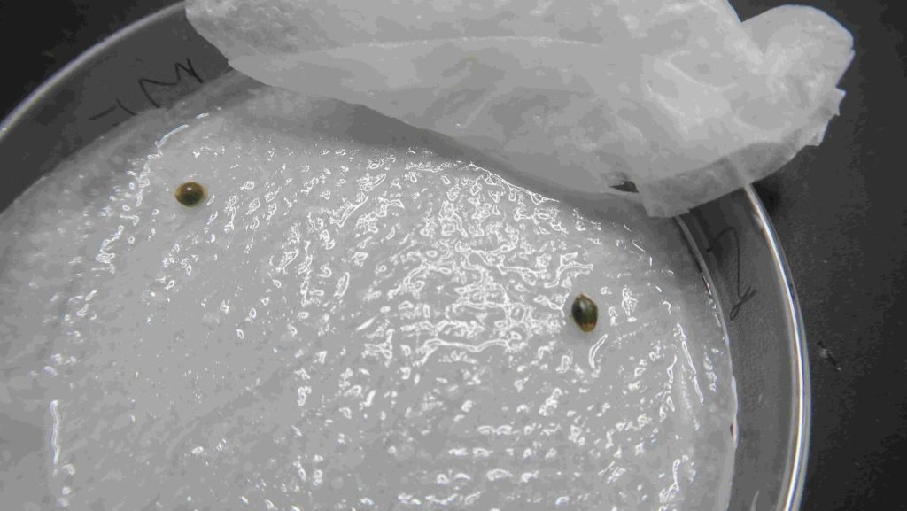 semillas de cannabis no germinan